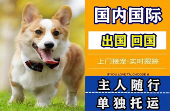 舟山市宠物托运公司舟山市宠物托运公司舟山市宠物托运公司