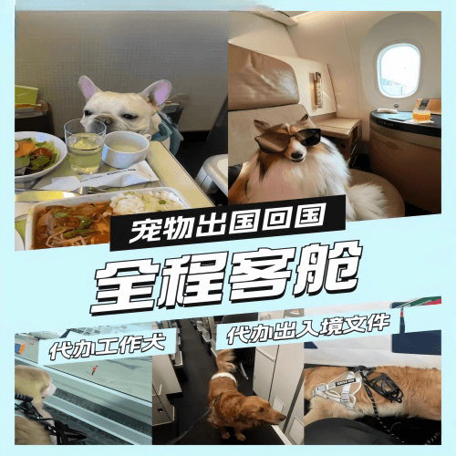 舟山市宠物托运到白俄罗斯宠物入境规定和要求